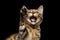Closeup Playful Bengal Kitty on Isolated Black Background