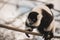 Closeup of playful lemur hanging on ropes