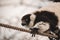 Closeup of playful lemur hanging on ropes