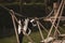 Closeup of playful lemur hanging on ropes