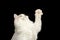 Closeup Playful Scottish Straight Cat Raising up Paw Isolated Black
