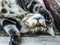 A closeup of a playful tiger-striped cat lying on it`s back and and looking with it`s fantastic big green eyes.