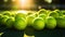 Closeup of a plenty of tennis balls on an empty tennis court, the sunshine. Sports lifestyle concept. Generative AI