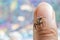 Closeup of Plexippus paykulli, pantropical jumping spider on the finger.