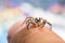 Closeup of Plexippus paykulli, pantropical jumping spider on the finger.