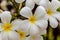 Closeup plumeria flower