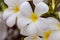 closeup plumeria flower
