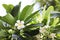 closeup of plumeria flower on tree