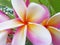 Closeup Plumeria nature view of flower