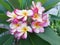 Closeup Plumeria nature view of flower