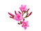Closeup Plumeria pink color on white background for spa relax
