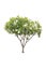 Closeup Plumeria tree isolated on white background