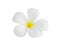 Closeup Plumeria white color on white background for spa relax