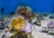 Closeup of a plumose sea anemone with yellow and white colors, marine life background