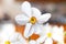 Closeup of Poet`s Daffodil Narcissus poeticus flower. White narcissus Narcissus poeticus bouquet in glass. Pheasantâ€™s eye, Fin