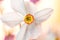 Closeup of Poet`s Daffodil Narcissus poeticus flower. White narcissus Narcissus poeticus bouquet in glass. Pheasantâ€™s eye, Fin