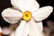 Closeup of Poet`s Daffodil Narcissus poeticus flower. White narcissus Narcissus poeticus bouquet in glass. Pheasantâ€™s eye, Fin