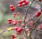 Closeup of poetic nature with dewy red berries, hawthorn fruits