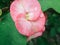 Closeup Poi Sian flowers pink