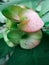 Closeup Poi Sian flowers pink