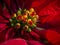 Closeup of poinsettia flowers or christmas flowers