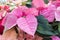 Closeup of poinsettia foliage.