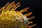 Closeup, pointy, leucospermum cordifolium, green, floral, petal, pincushion, fynbos, africa, flora, stem, spiky, protea,