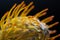 Closeup, pointy, leucospermum cordifolium, green, floral, petal, pincushion, fynbos, africa, flora, stem, spiky, protea,