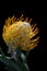 Closeup, pointy, leucospermum cordifolium, green, floral, petal, pincushion, fynbos, africa, flora, stem, spiky, protea,