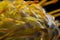 Closeup, pointy, leucospermum cordifolium, green, floral, petal, pincushion, fynbos, africa, flora, stem, spiky, protea,