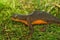 Closeup on a poisonous Californian Rough skinned newt, Taricha granulosa