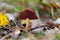 Closeup of a poisonous red-gilled webcap mushroom (Cortinarius semisanguineus)