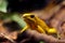 Closeup of poisonous yellow frog