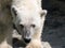 Closeup of a polar bear head with white fur