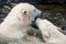 Closeup of polar bears in water