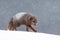 Closeup of polar fox in Hornstrandir Nature Reserve, Iceland