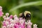 Closeup of pollen basket or sac of Eastern Bumble Bee on swamp milkweed wildflower.