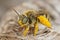 Closeup on a pollen loaded female blue eyed solitary bee , Tetraloniella alticincta