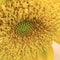 Closeup pollen of sunflower