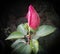 Closeup of pollens, petals, pistil of hibiscus flower blooming in garden infected with small insects, nature photography