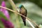 Closeup of a pollinating Violet-tailed Sylph hummingbird,Ecuador