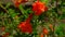 Closeup of pomegranate flower.