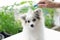 Closeup pomeranian dog with brushing hair, selective focus