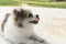 Closeup pomeranian sitting on concrete with green grass after pl