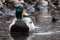 Closeup Pond Swimmer Solitary Green Brown and White Male Mallard Duck