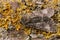Closeup on a Poplar Grey moth, Subacronicta megacephala, sitting on a pIece of wood