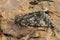 Closeup of the Poplar Grey owlet moth, Subacronicta megacephala sitting on wood in the garden