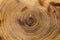 Closeup poplar trunk slice, growth rings. Burnt wood texture.