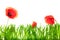 Closeup Poppies and green grass blades in front of white