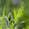 Closeup poppy flower bud with dew drops